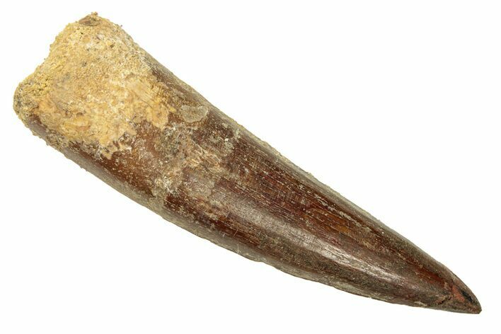 Fossil Spinosaurus Tooth - Restored Tip #257512